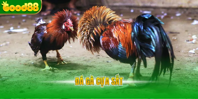 Đá gà cựa sắt