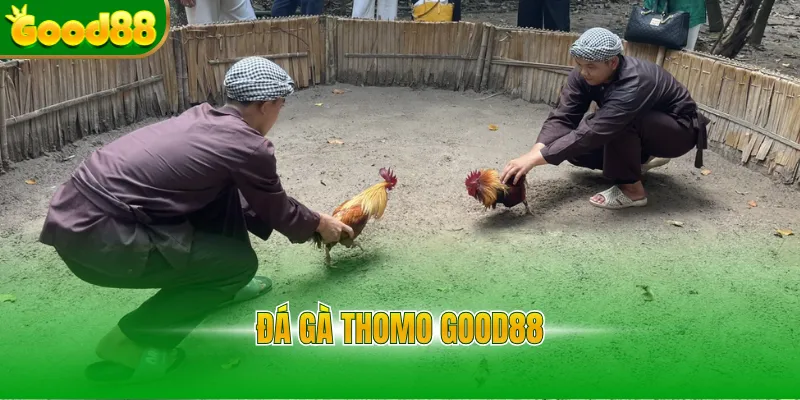 Đá gà Thomo Good88