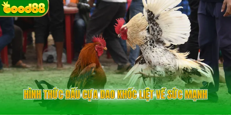 Hình thức đấu cựa dao khốc liệt về sức mạnh