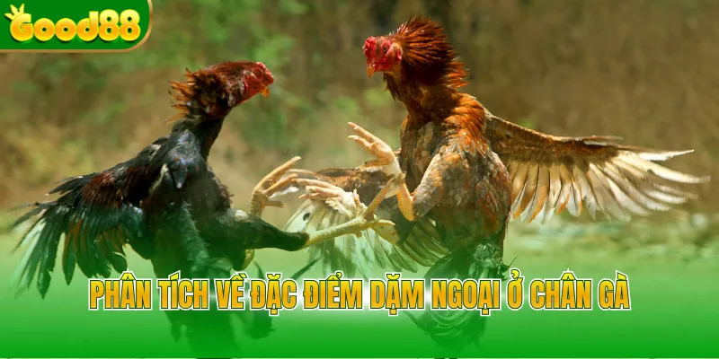 Phân tích về đặc điểm dặm ngoại ở chân gà