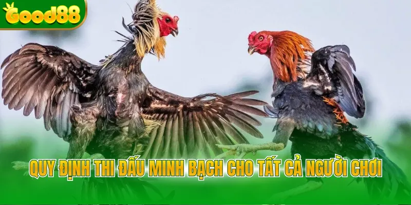 Quy định thi đấu minh bạch cho tất cả người chơi